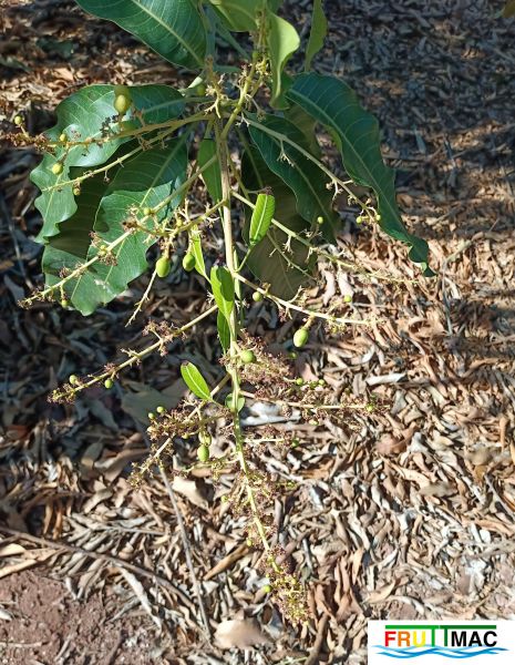 Archivo:625imageIMG 20241230 123609.44.111.jpg