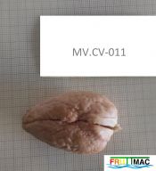 821imageMV.CV011 SEMILLAmin.jpg