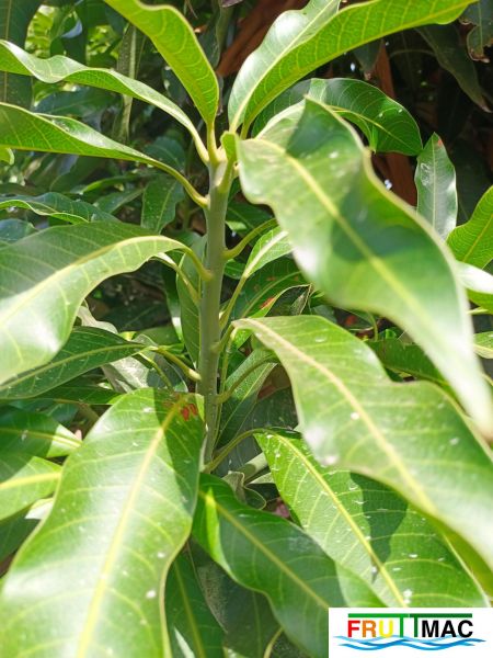 Archivo:621imageIMG 20240716 114253(1).jpg