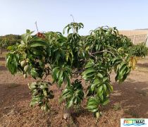 66imageIMG 20240717 091958(1).jpg