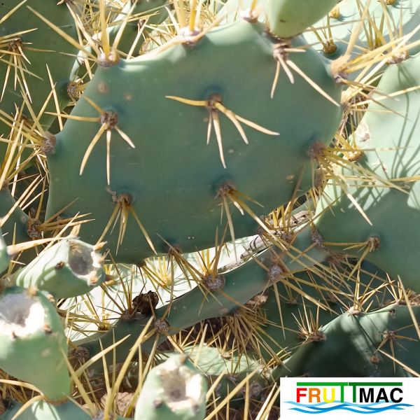 Archivo:485imageIMG 20241218 124551.1.jpg