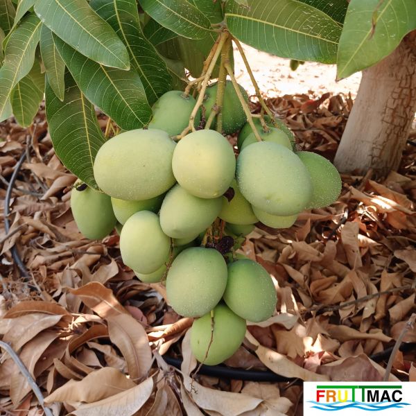 Archivo:628imageIMG 20240716 115306(1).jpg