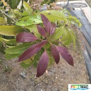 72imageIMG 19700105 154223 (2).jpg