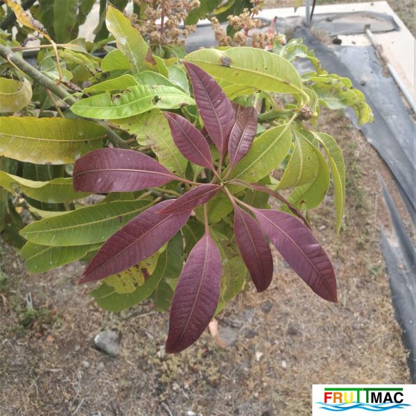 Archivo:72imageIMG 19700105 154223 (2).jpg