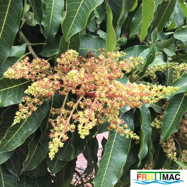 Archivo:611imageIMG 4146.JPG