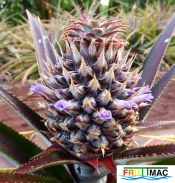 298imageflor purpura y aserrado bractea.jpg