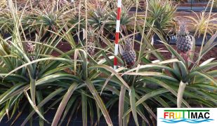 300imageporte planta con frutos.jpg