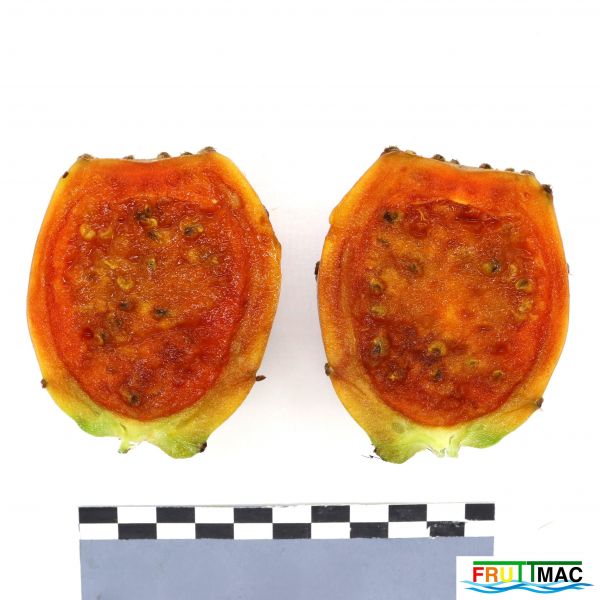 Archivo:991imageIMG 7050.111.JPG