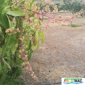 88imageIMG 19700105 153133nuevo.jpg