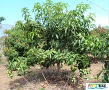 72imageCP H2 GOMERA1 3C P1140350 (2).jpg