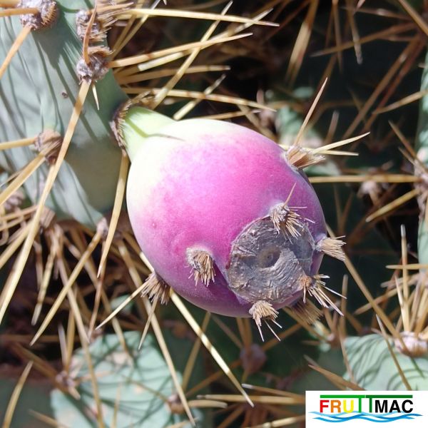 Archivo:485imageIMG 20250228 113422.111.jpg