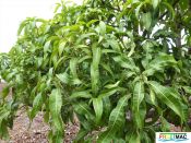 105imageP1230242 (2).jpg