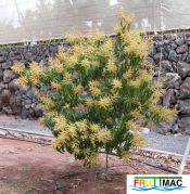 54imagearolb floracion.jpg