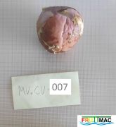 674imageMV.CV007 FRUTO SEMILLA.jpg