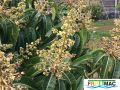 102imageIMG 2240.jpg