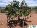 632imagerapoarbolfruta.jpg