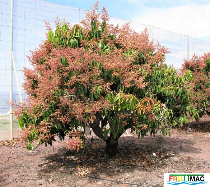 Archivo:440imageTommyAtkinsIMG 1022 (3).jpg