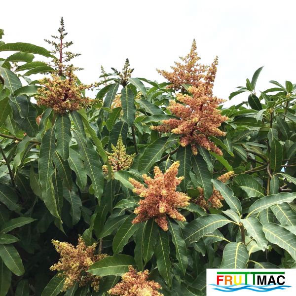 Archivo:611imageIMG 4143.JPG