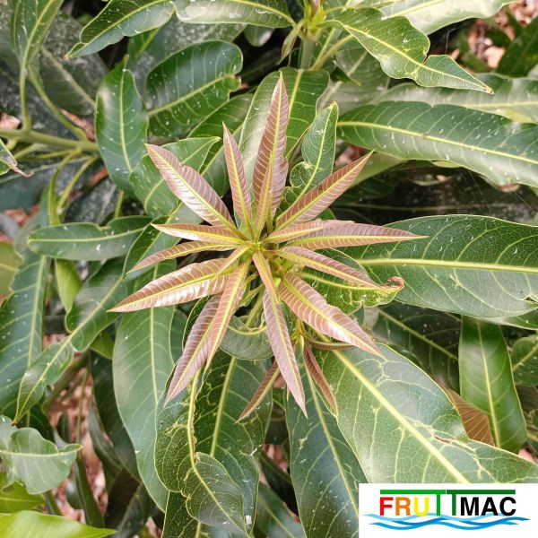 Archivo:621imageIMG 20230704 083847.jpg