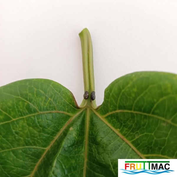 Archivo:895imageIMG 20230420 112907.jpg