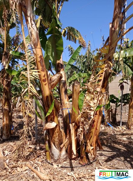 Archivo:1021imageIMG 20250321 112858.111.jpg