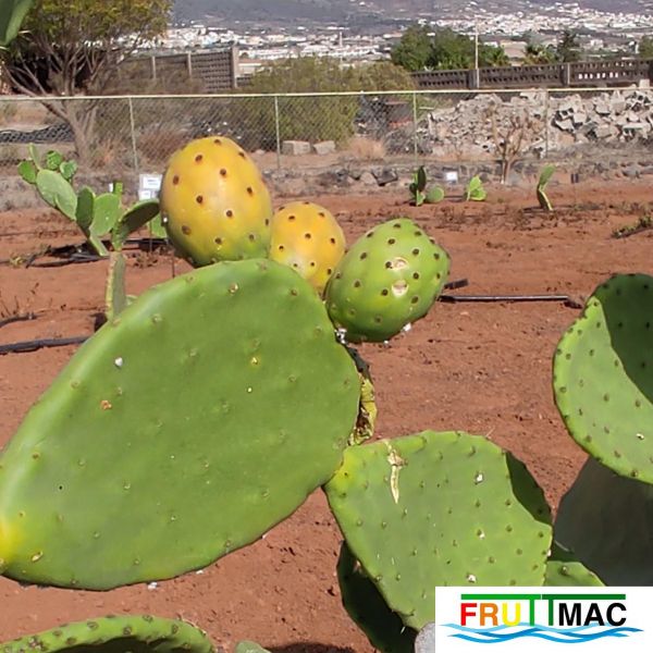 Archivo:991imageIMG 20220810 102117.111.jpg